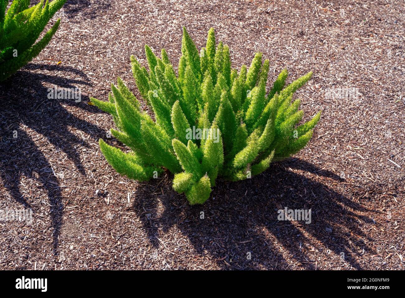 Asparagus Fern High Resolution Stock Photography and Images Alamy