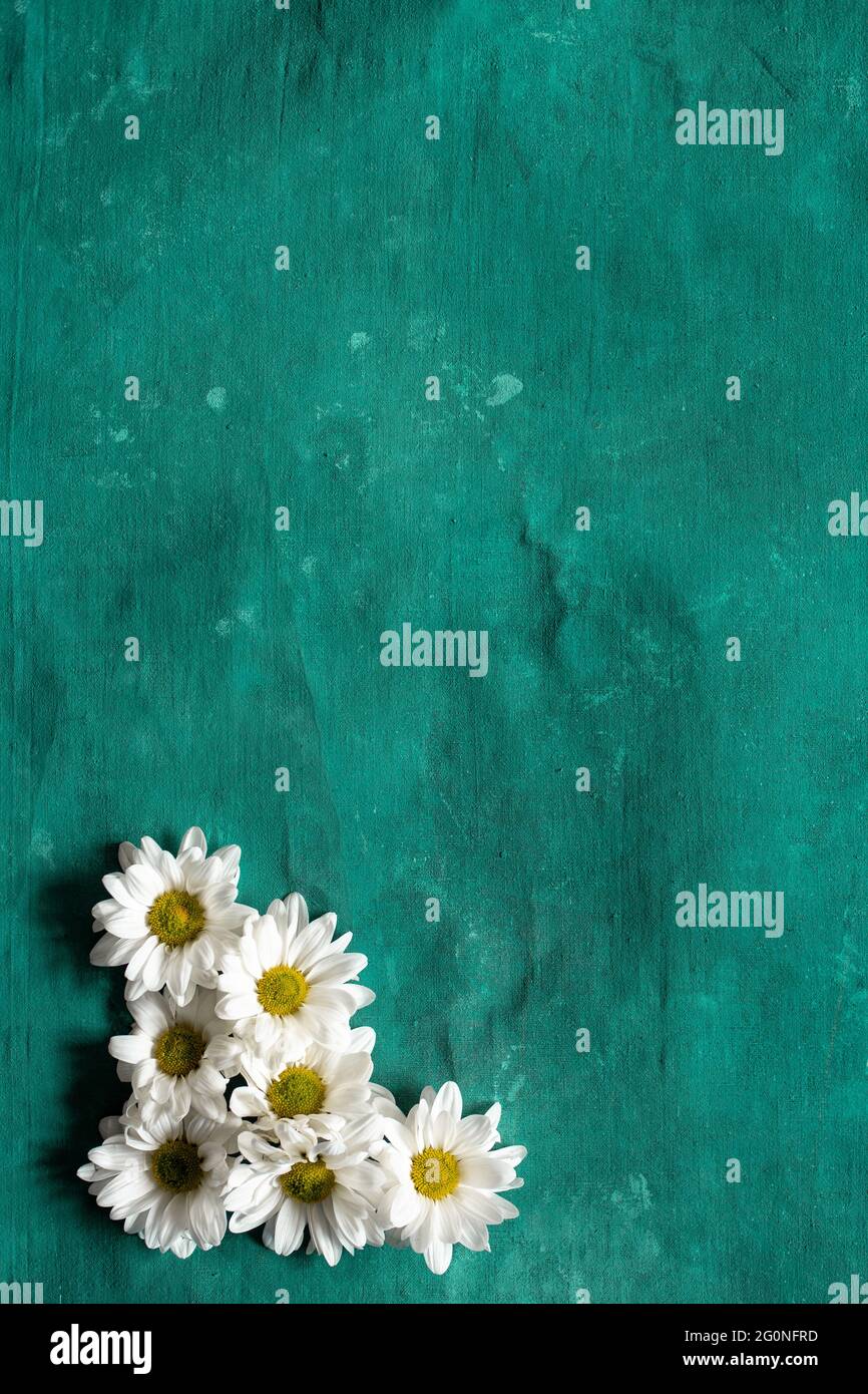 Group of daisies on a blue background Stock Photo - Alamy