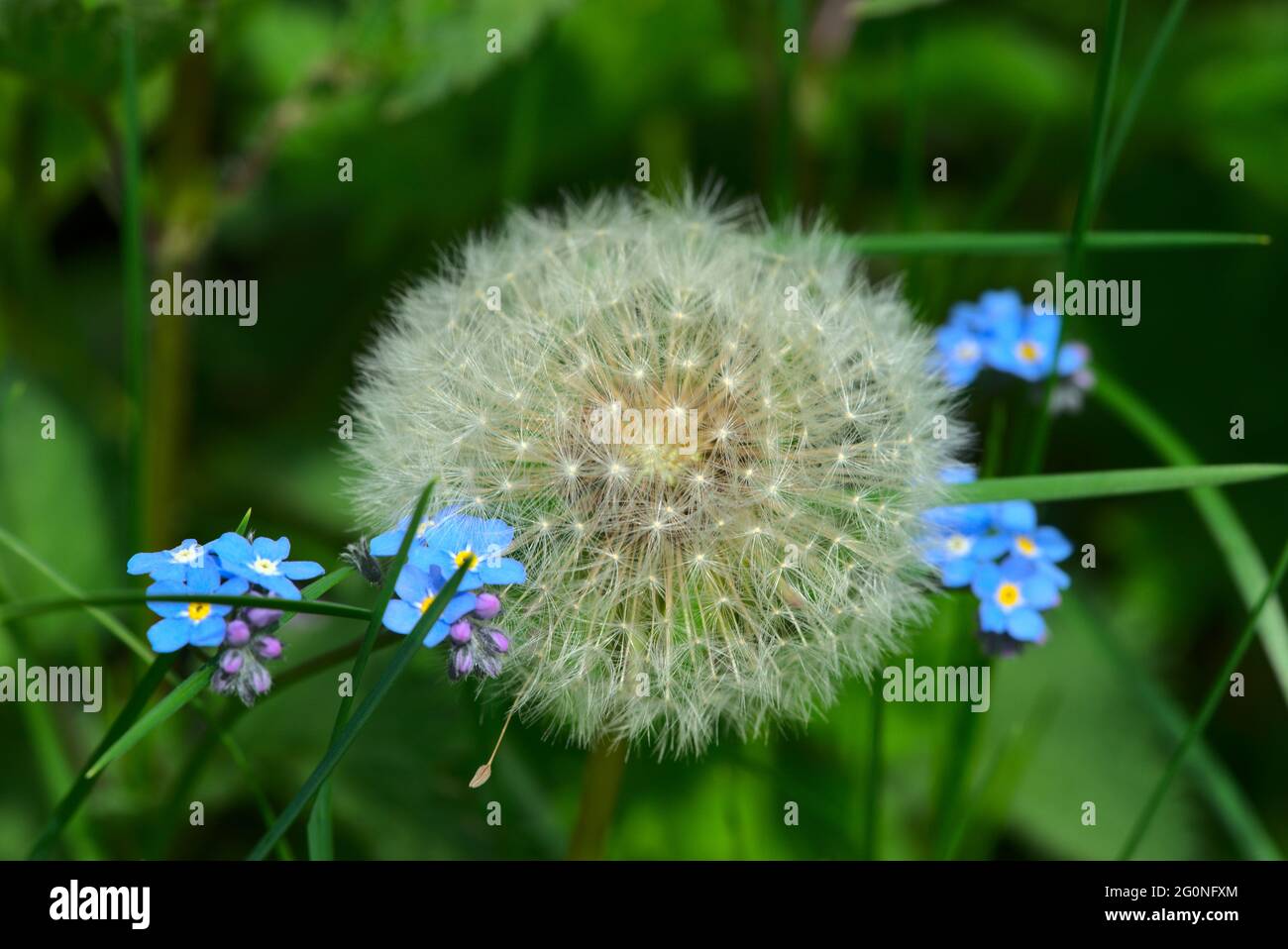 Dandelion ball and small blue forget-me-not flowers in spring Stock Photo