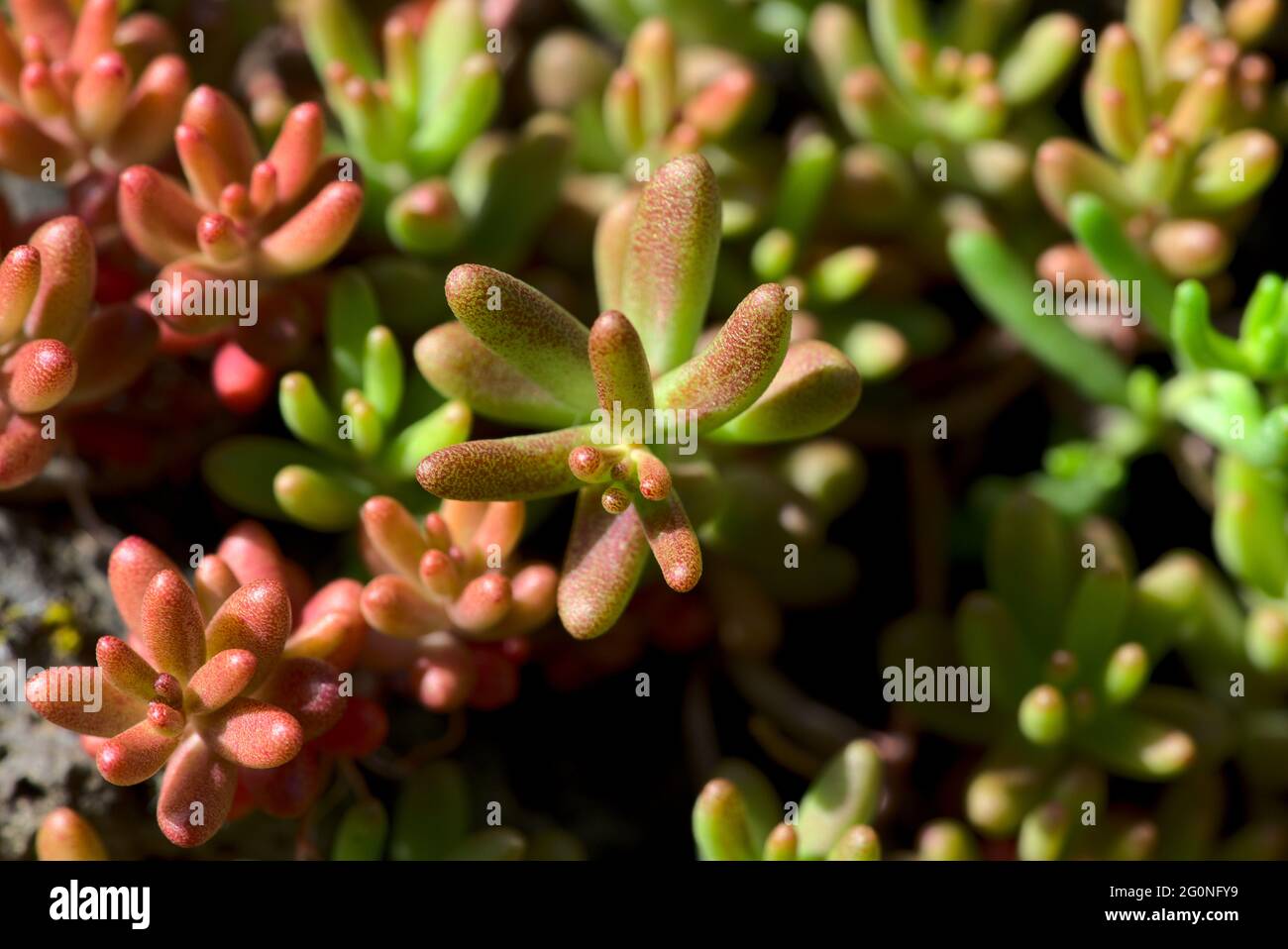 shoots of Sedum album 'Coral Carpet', also known as White Stonecrop, in close-up Stock Photo