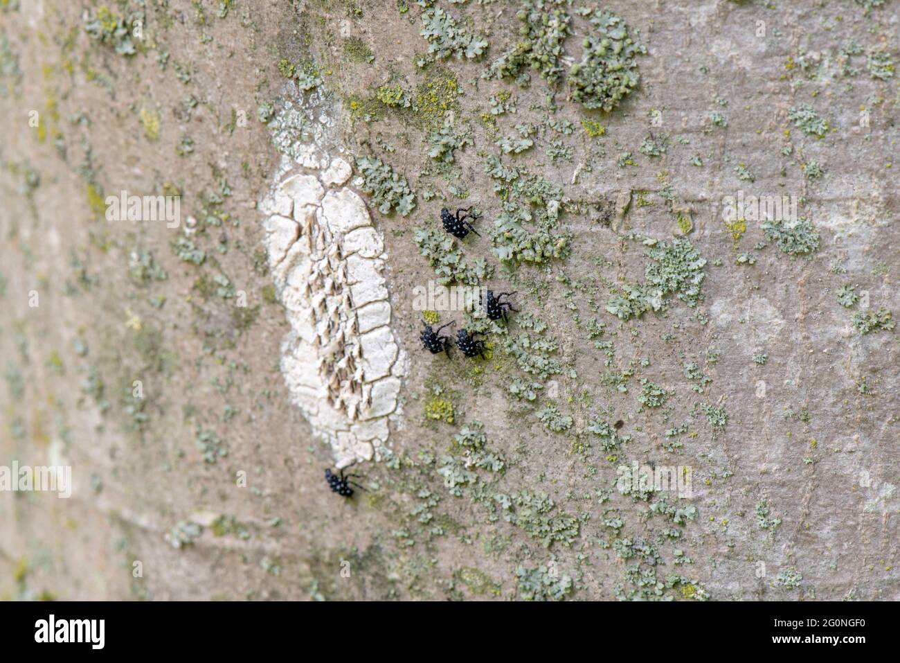 SPOTTED LANTERNFLY (LYCORMA DELICATULA) NYMPHS JUST HATCHED FROM EGG MASS IN LATE SPRING, PENNSYLVANIA Stock Photo
