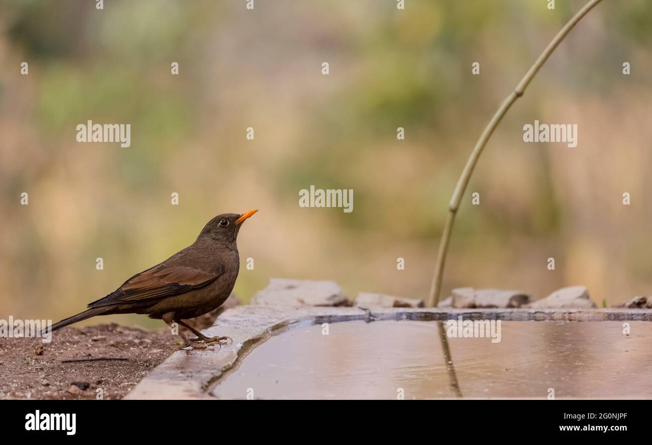 Common blackbird (Turdus merula) female bird sitting near water body in forest. Stock Photo