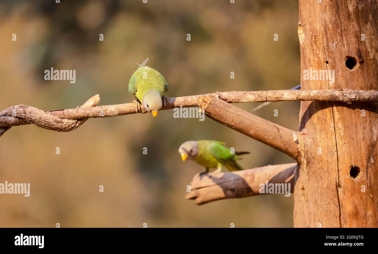 Greyheaded parakeet (Psittacula finschii) bird in forest of Sattal