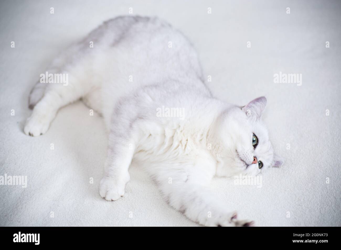 adult cat breed Scottish chinchilla with straight ears, sleeps Stock Photo