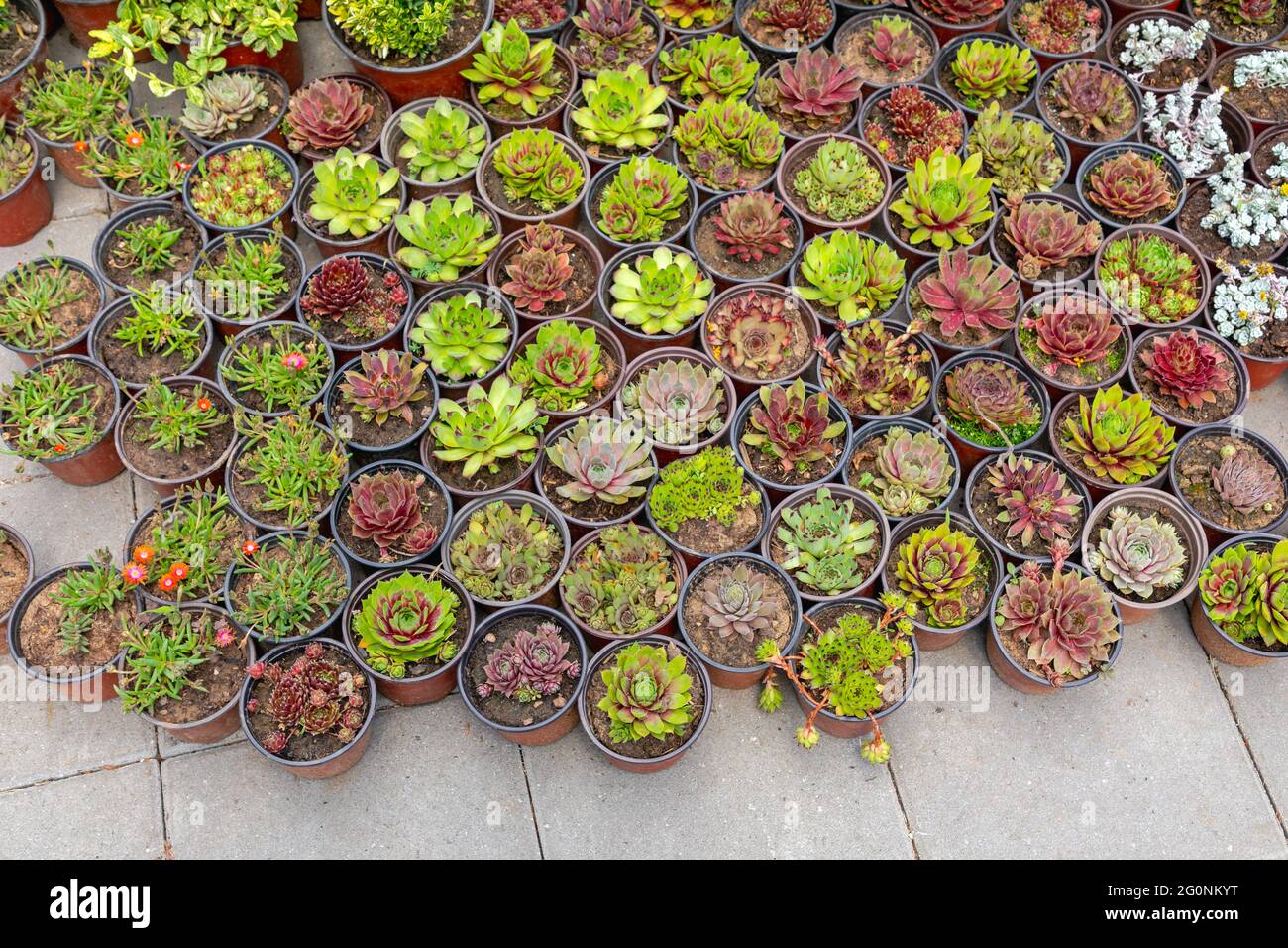 Cactus plants in pots hi-res stock photography and images - Alamy