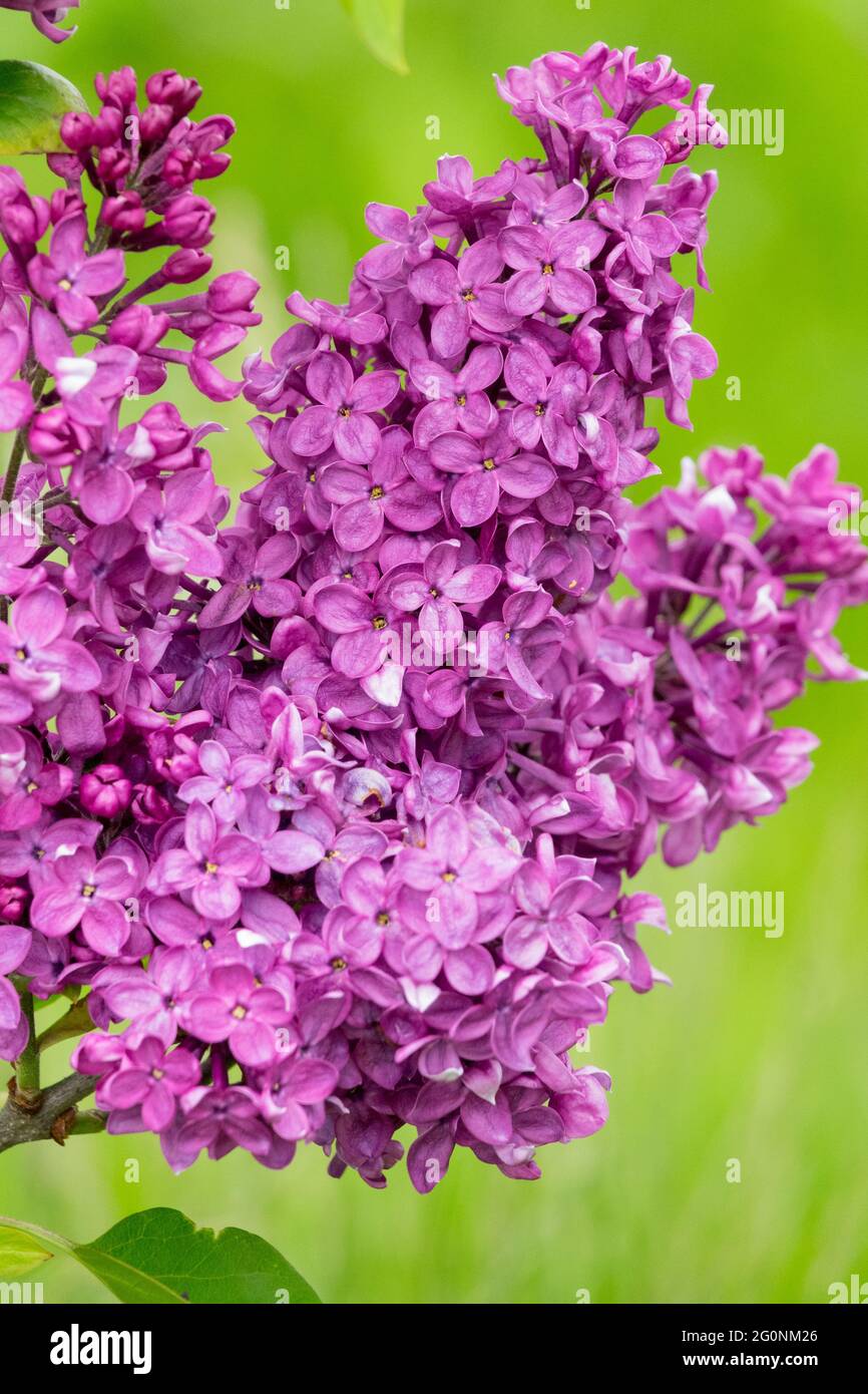 Common syringa Violet Flowers Fragrant Spike Syringa Lilac Spring Syringa vulgaris Stock Photo