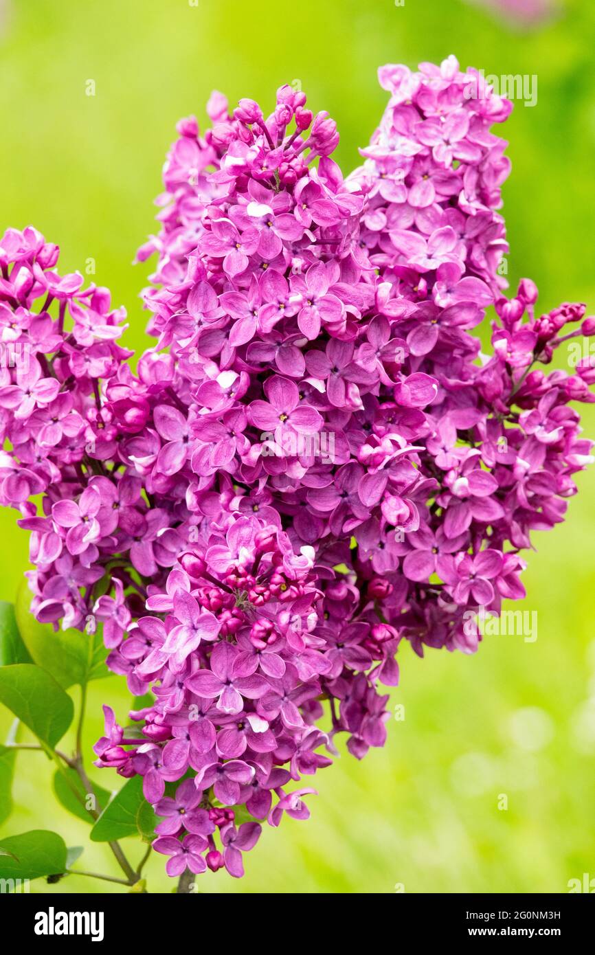 Syringa vulgaris Andrjusa Gromov Pink Flowering Shrub Fragrant Panicles Spring Lilac Syringa vulgaris Garden Plant Stock Photo
