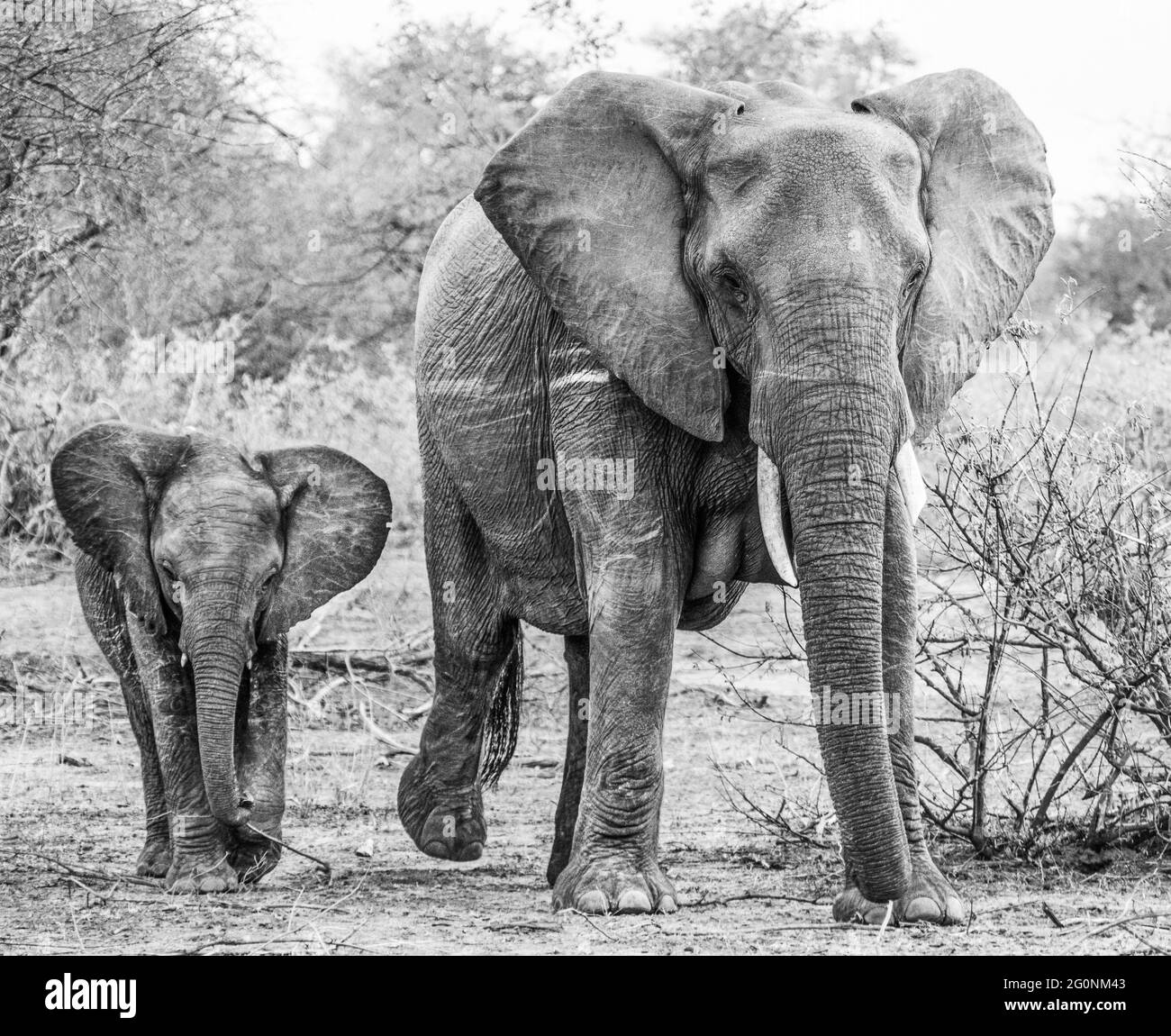 An elephant cow and her calf walking towards the camera, Greater Kruger. Category Animals Stock Photo