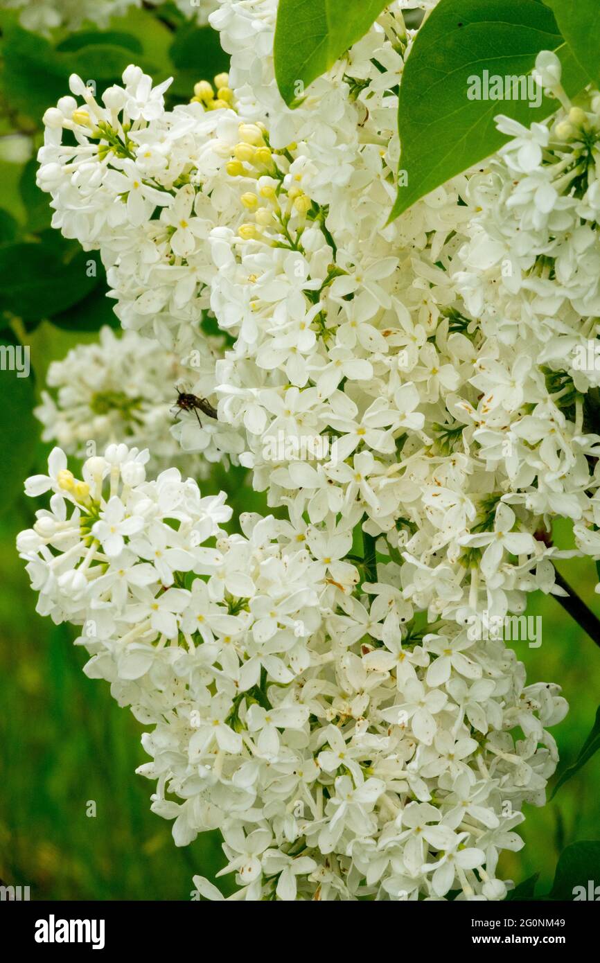 White Lilac Syringa vulgaris Kate Harlin Garden Flowers Syringa vulgaris Flowering Spring Shrub Syringa Stock Photo