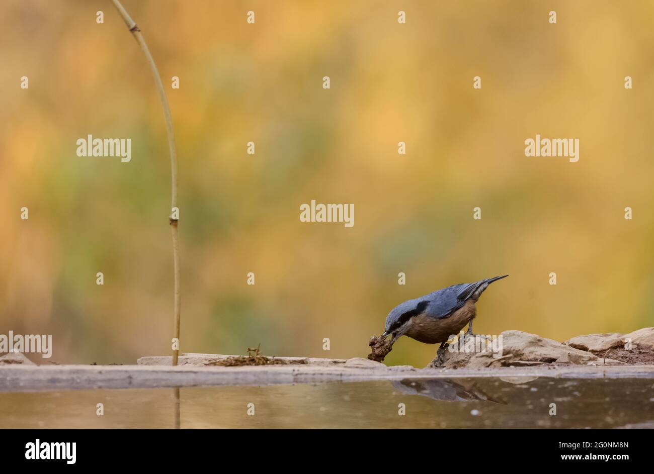 Chestnut-bellied nuthatch (Sitta cinnamoventris) bird with food on beak near water body in the forest. Stock Photo