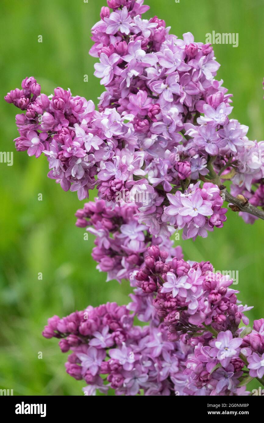 Syringa vulgaris Paul Thirion Purple Lilac Blue Flowers Spring Syringa Flowering Blossom Plant Stock Photo