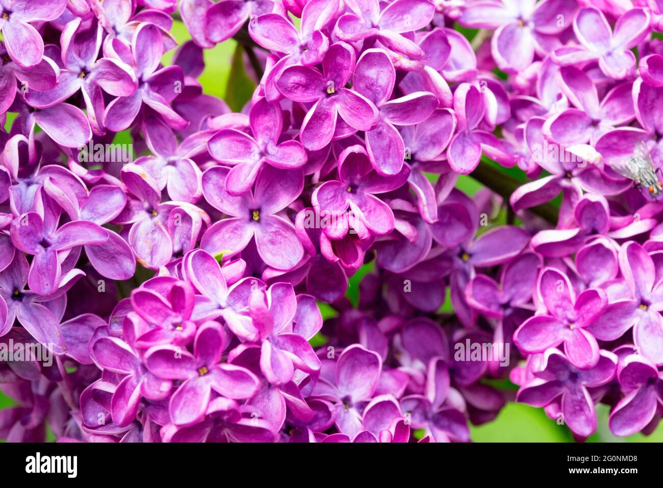 Syringa vulgaris Znamya Lenina Purple Violet Syringa Lilac Flowering Plant Garden Flowers Stock Photo
