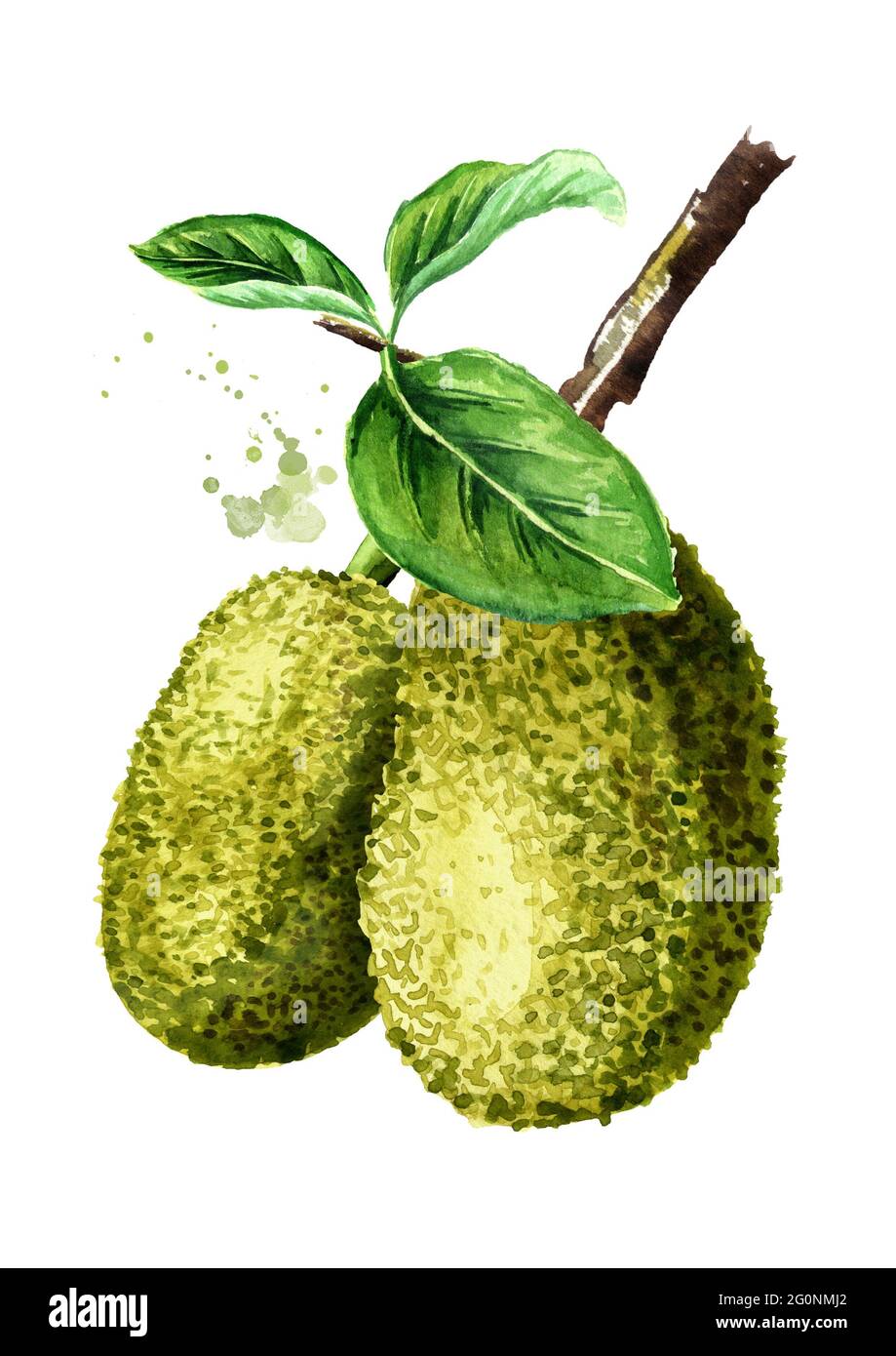 Jackfruit branch. Hand drawn watercolor illustration, isolated on white background Stock Photo