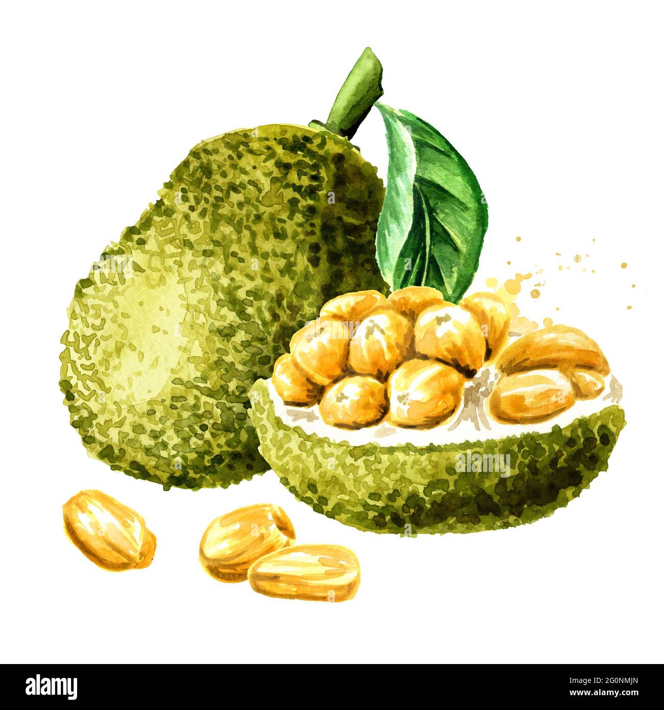 Whole and half Jackfruit with leaf. Hand drawn watercolor illustration, isolated on white background Stock Photo