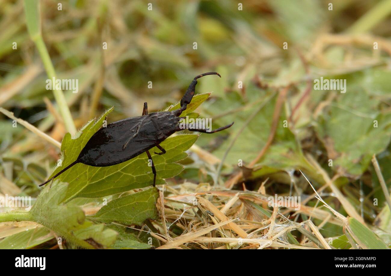 Water Scorpion Stock Photo