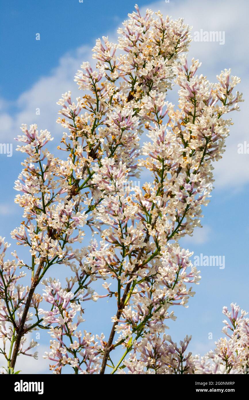 Syringa × chinensis Alba Syringa White Lilac Garden Flowering shrub Stock Photo