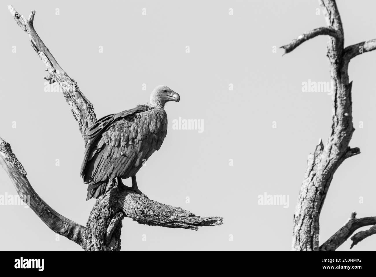 A White-backed Vulture sitting on a dead tree, Greater Kruger. Stock Photo