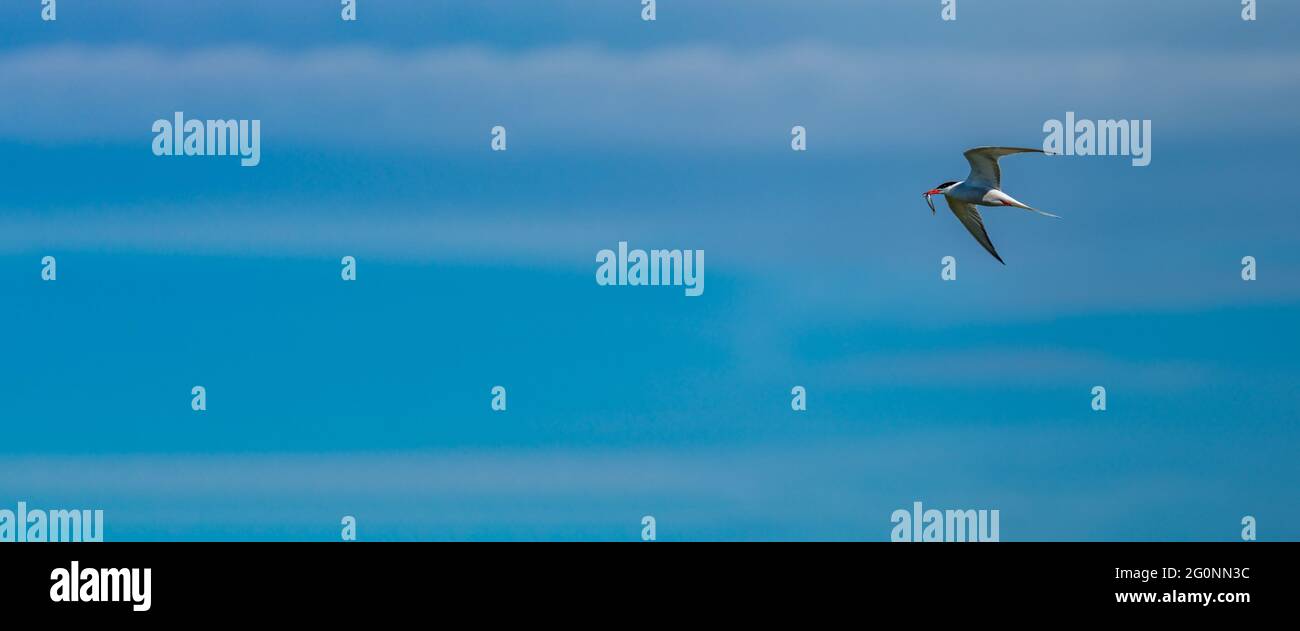 Isolated Bird flying with fish in the beak and text space Stock Photo