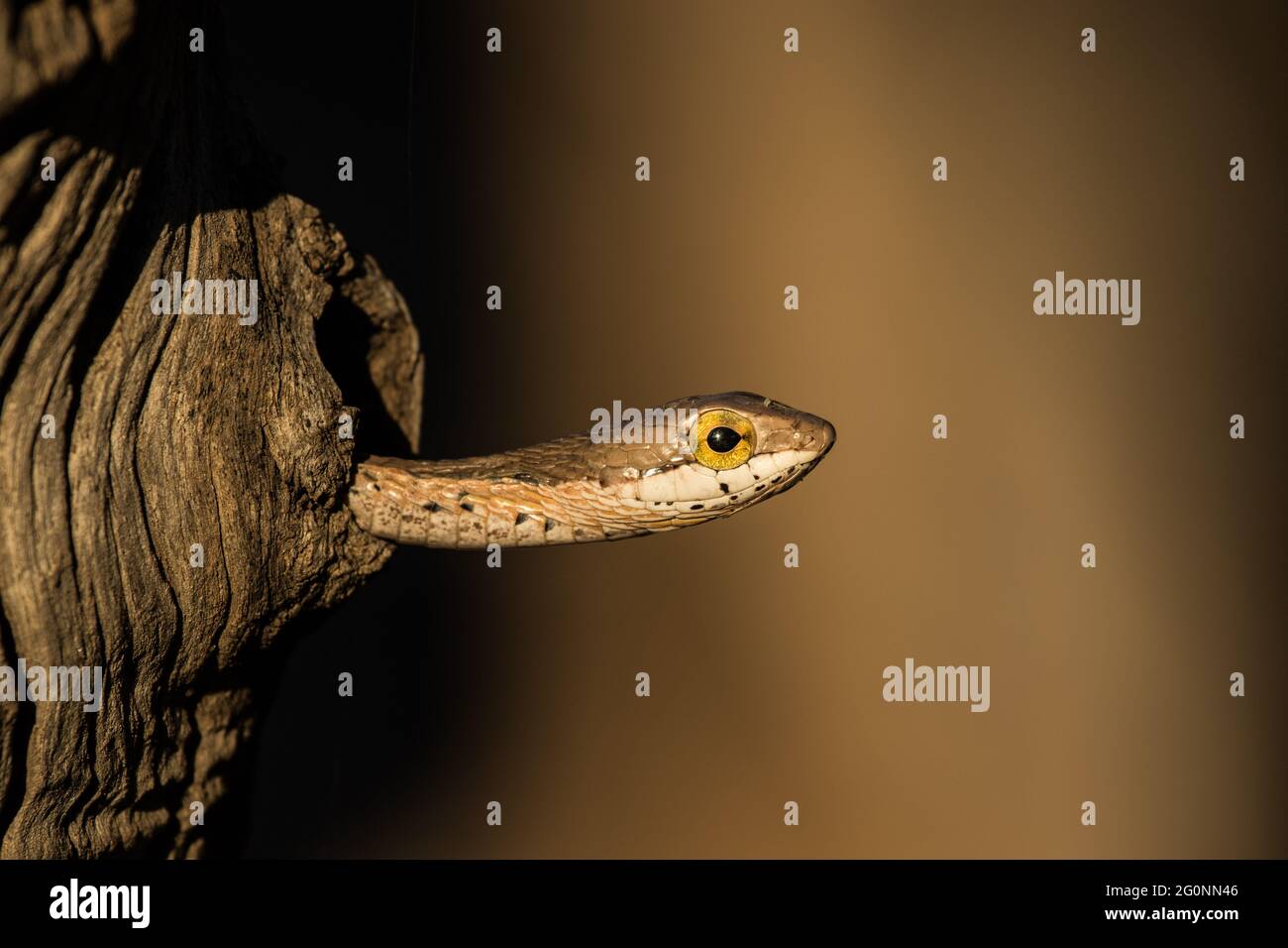 A little snake peeks out a hole in a tree trunk Stock Photo