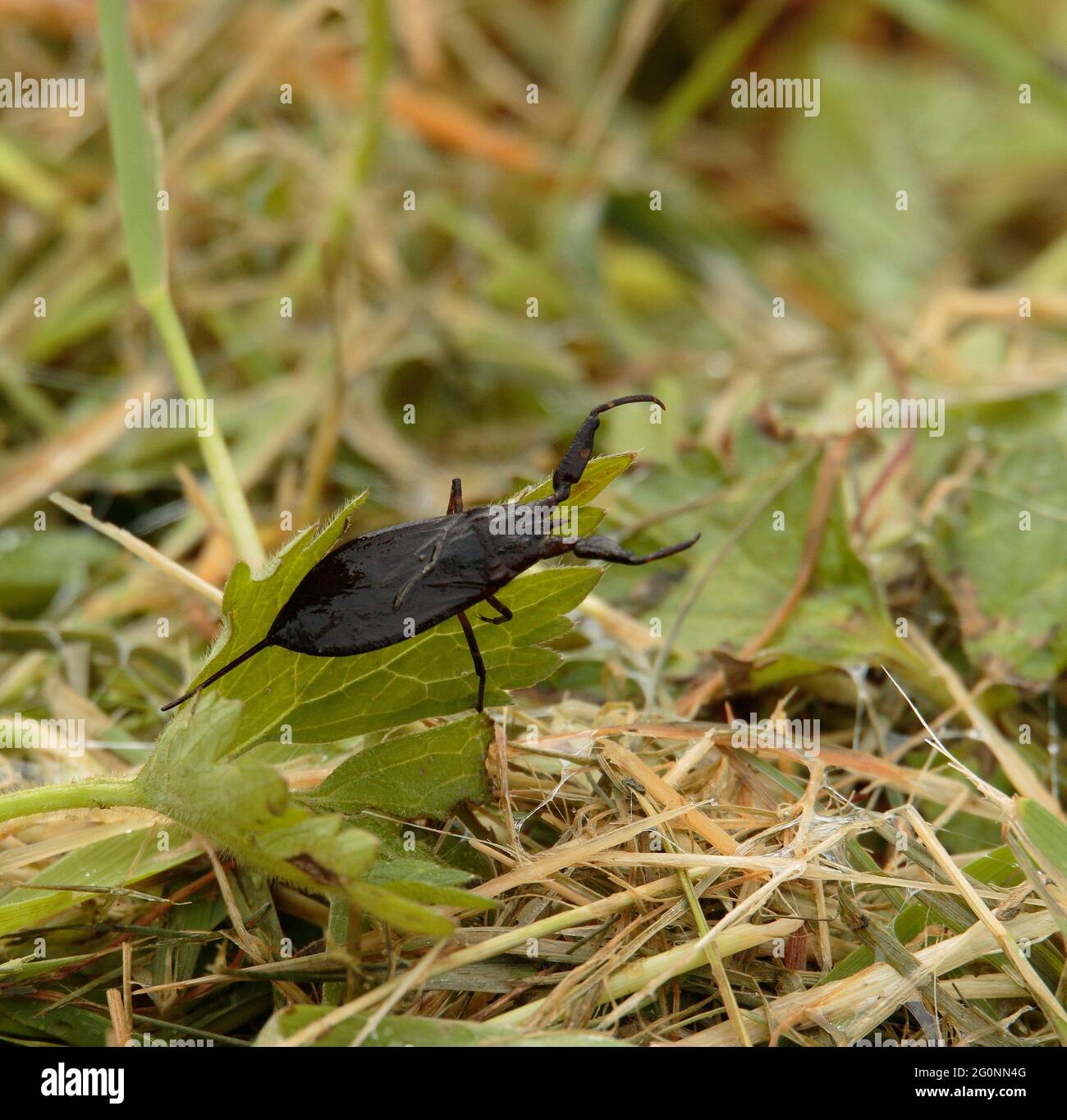 Water Scorpion Stock Photo