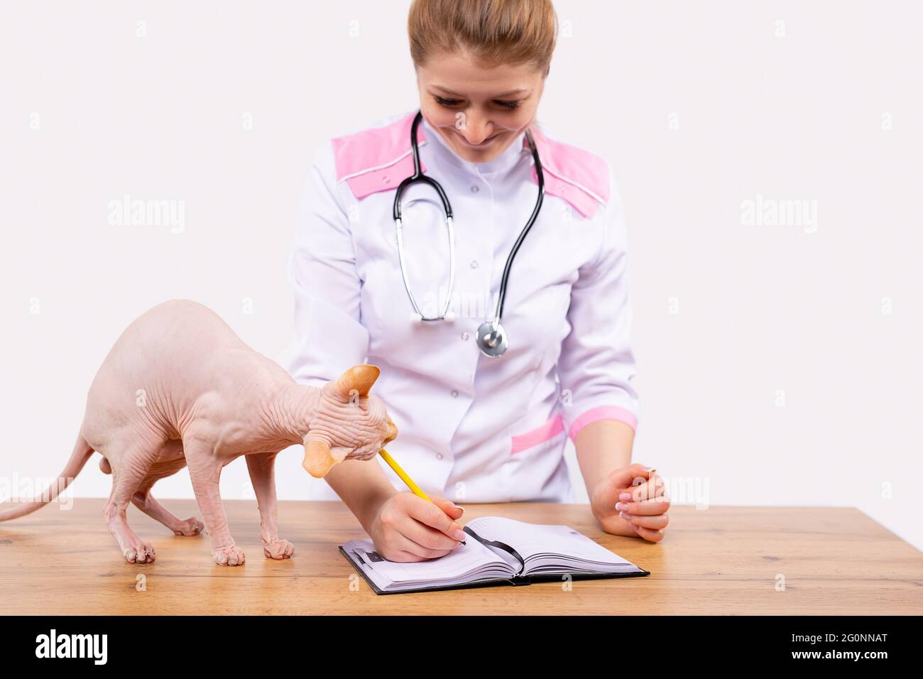 Veterinarian checking microchip implant under sphinx cat skin in vet