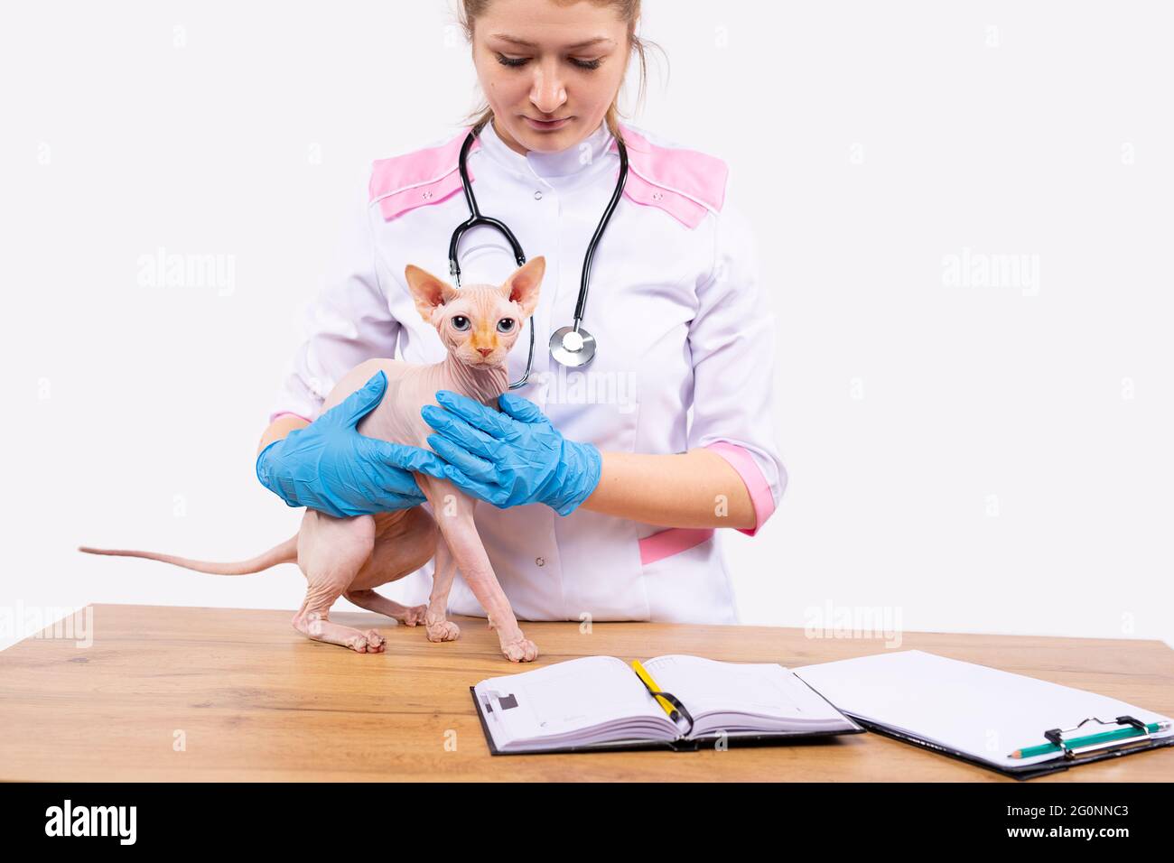 Veterinary clinic. Vet, professional veterinarian checking domestic animals,  pets health. Doctor assistant, hospital receptionist scheduling patients  Stock Photo - Alamy