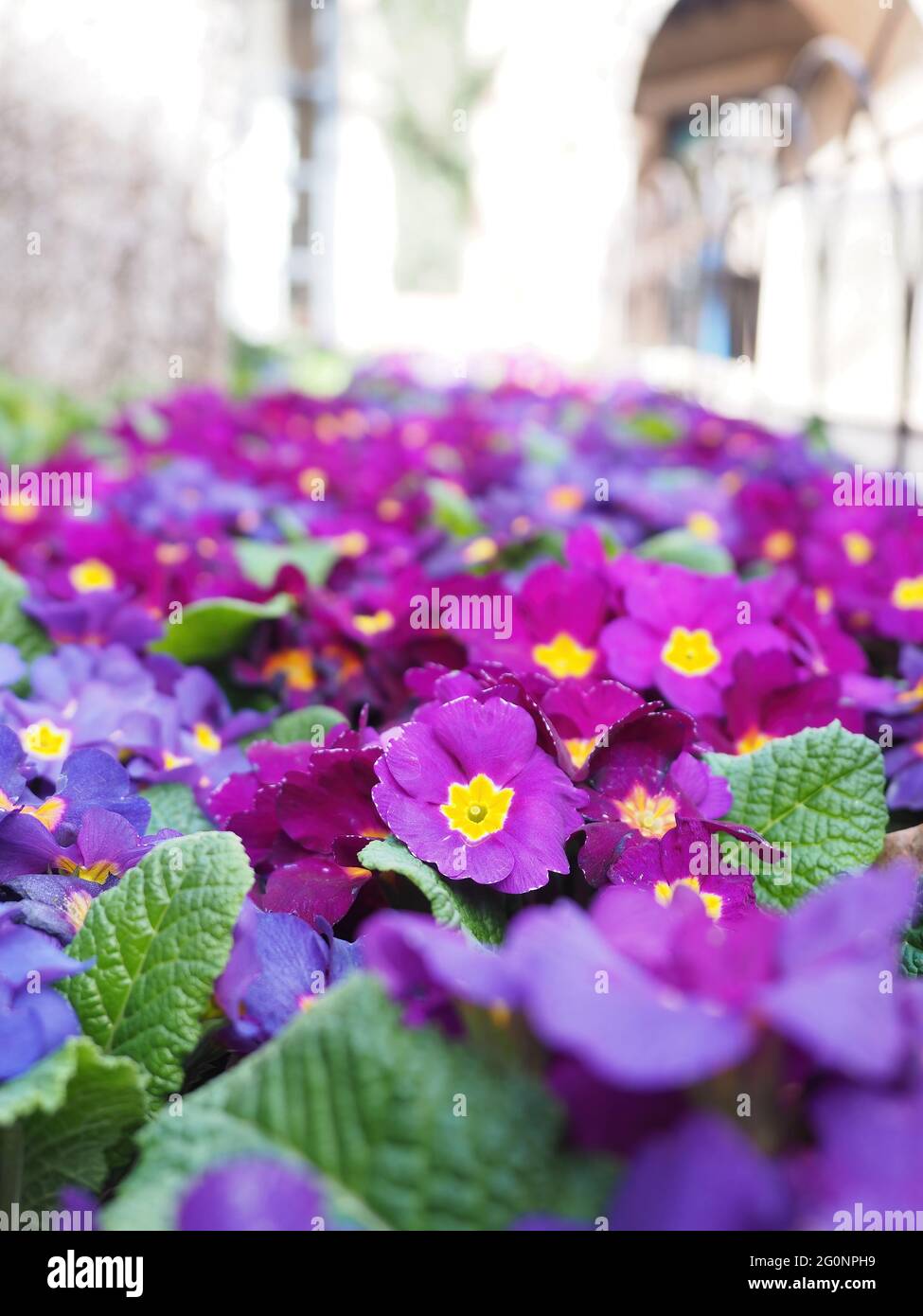Magenta and yellow flowers hires stock photography and images Alamy