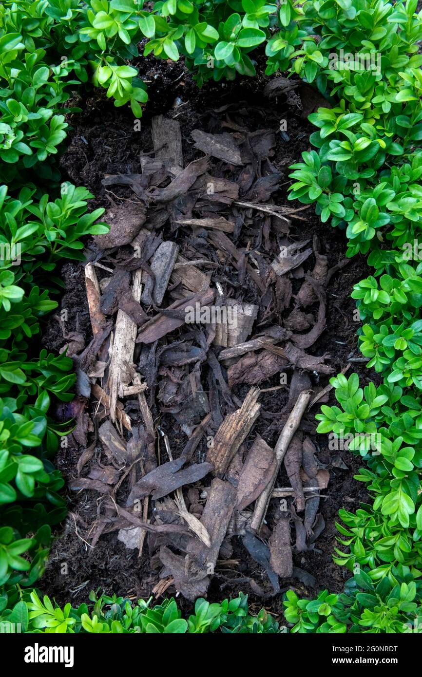 Giardino e giardinaggio - Mulching piante in vaso con corteccia di pino  contro le erbacce Foto stock - Alamy