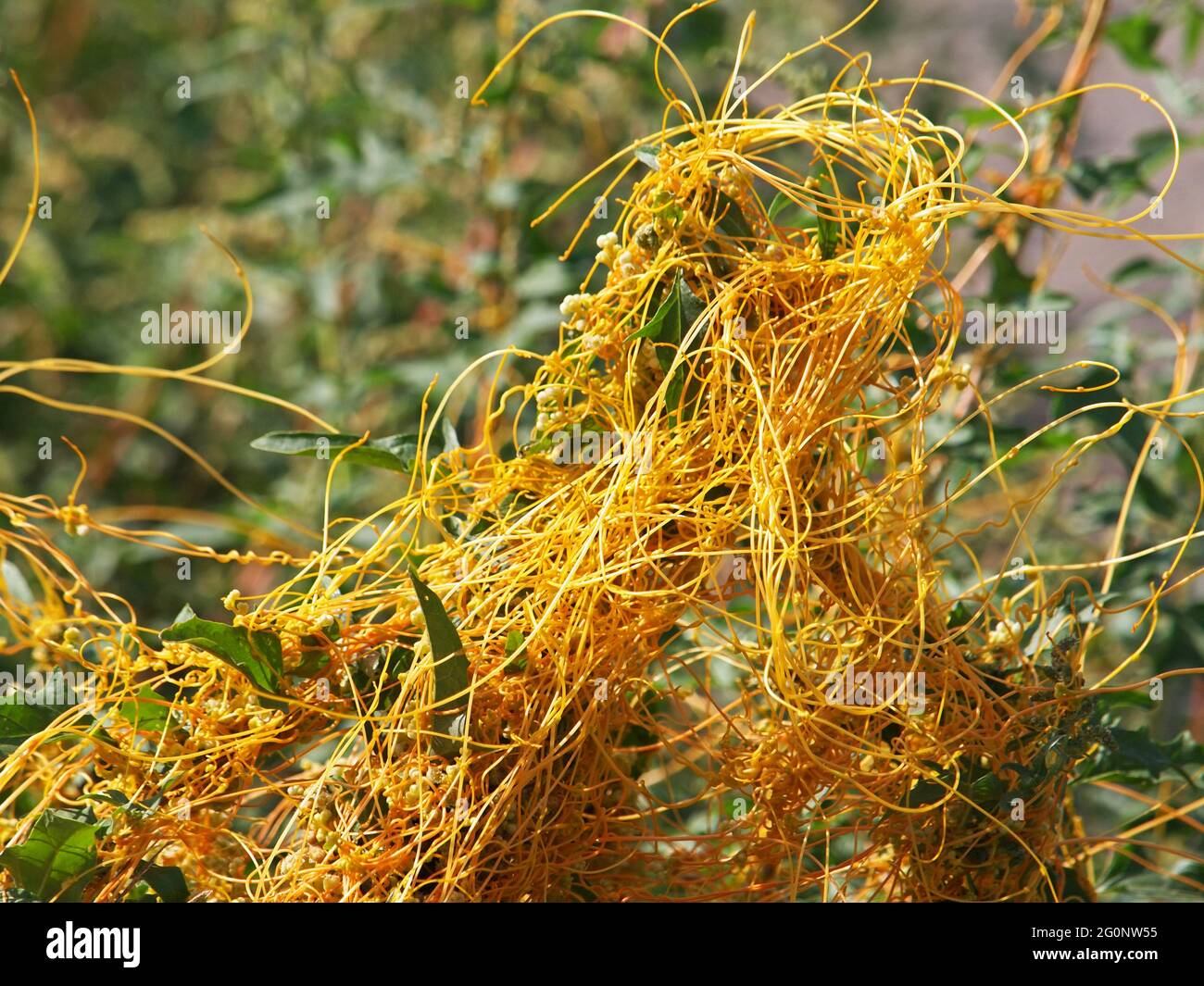 The greater dodder or European dodder, parasitic plant. Cuscuta