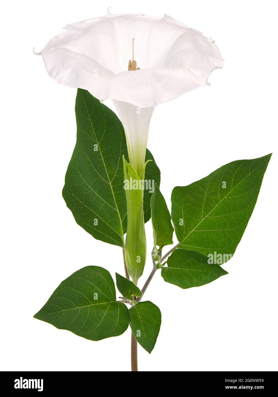 White flower of Downy Thorn Apple, Datura innoxia Stock Photo
