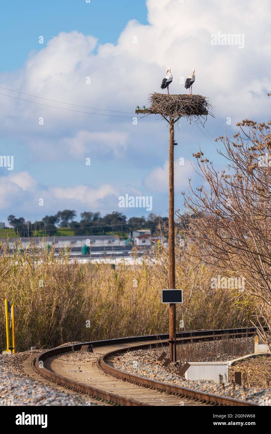 Pair of Storks in their nest next to the railroad tracks Stock Photo