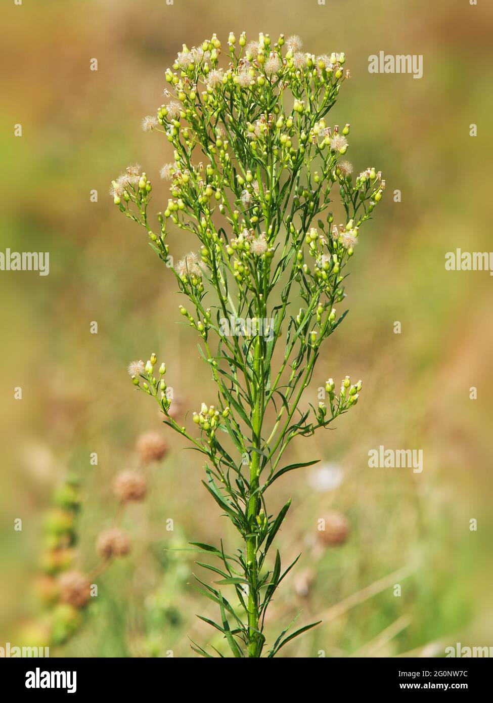 Canadian horseweed or Canadian fleabane, Erigeron Canadensis Stock