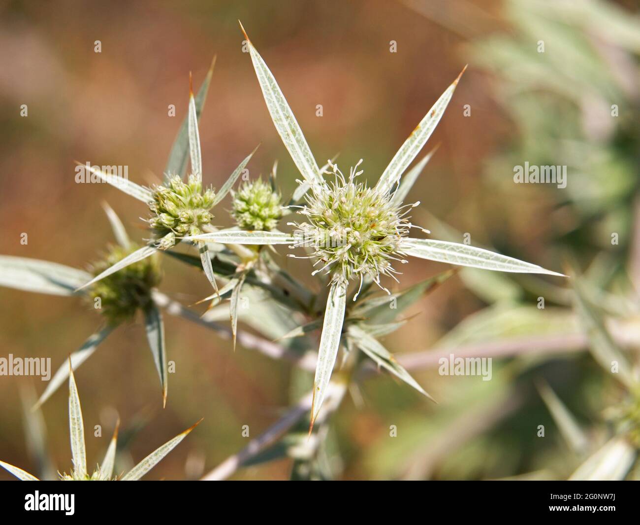 Blooming plant of Field eryngo, Eryngium campestre Stock Photo Alamy