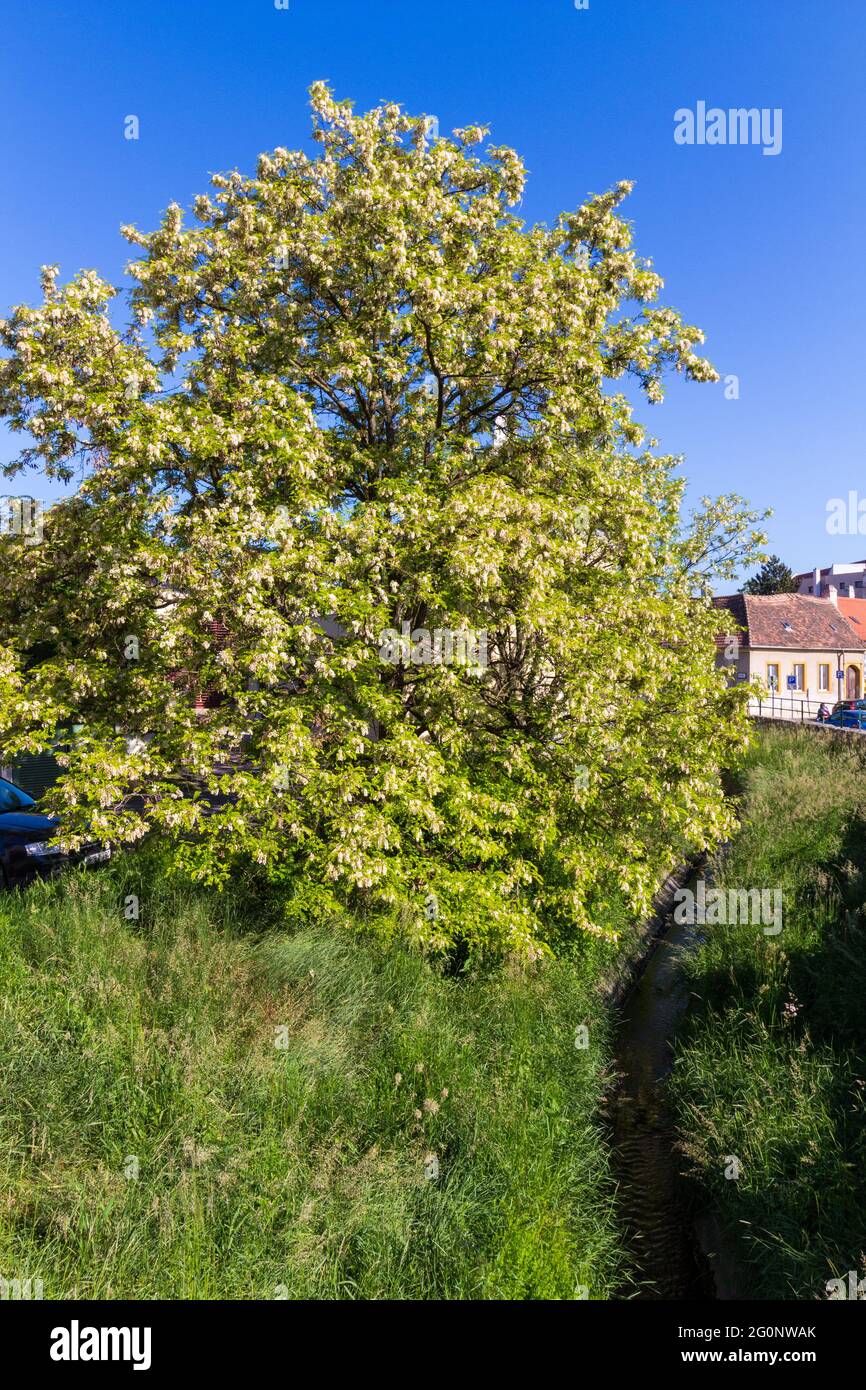 Black Locust (Robinia pseudoacacia) tree in full bloom in spring beside
