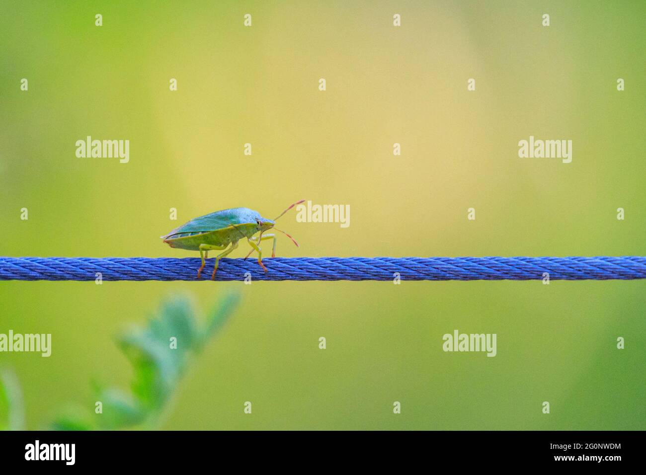Münster, Germany. 2nd June, 2021. A little common green shieldbug (Palomena prasina) appears to practice his tightrope walking skills on a thin wire along a flowerbed at Münster Botanical Gardens today, enjoying the beautiful summer sunshine. Adults are bright green with reddish antennae in summer. Credit: Imageplotter/Alamy Live News Stock Photo