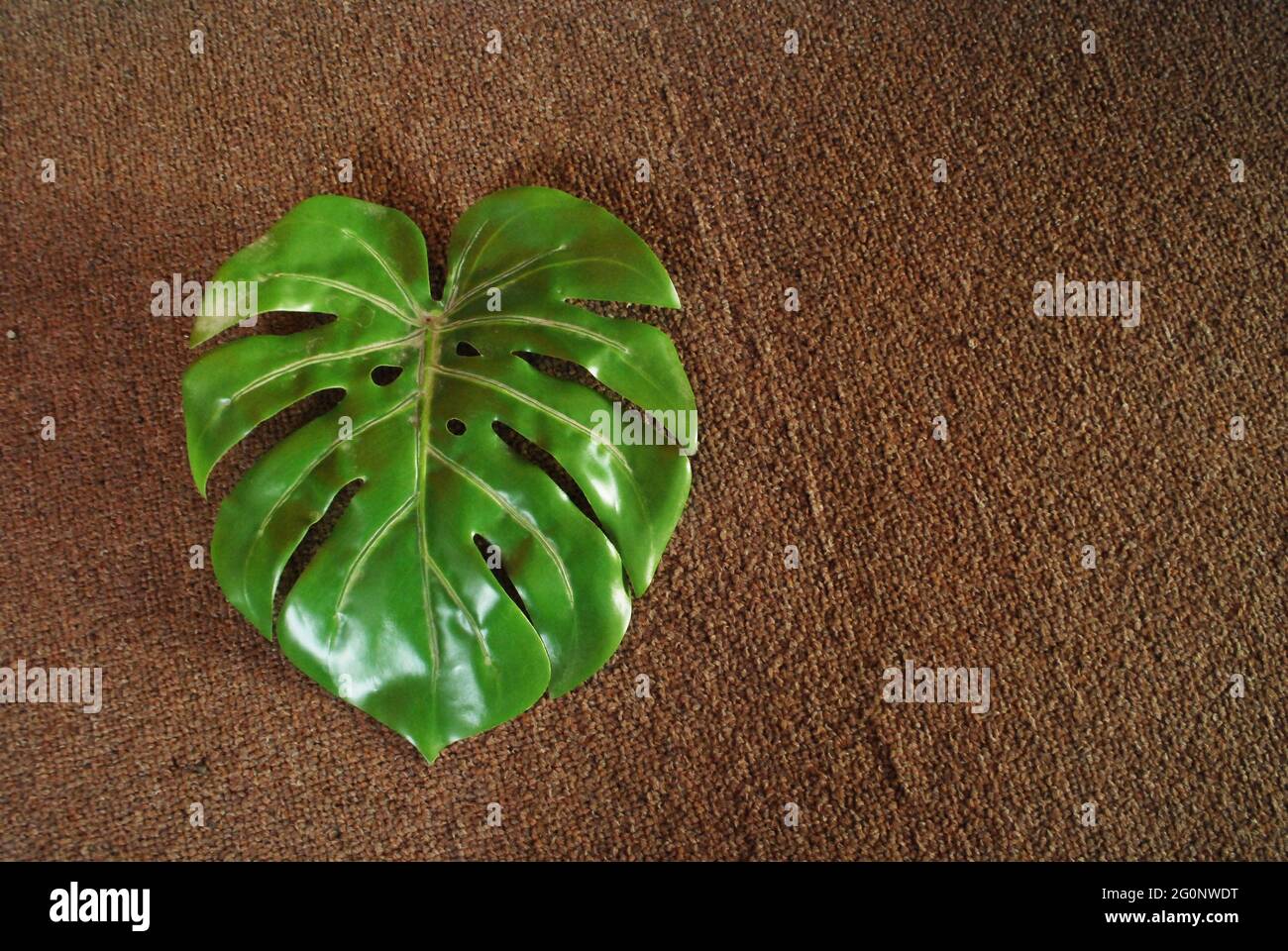 large trendy tropical green leaf isolated on sandy beige mat,nature and environment concept, Stock Photo