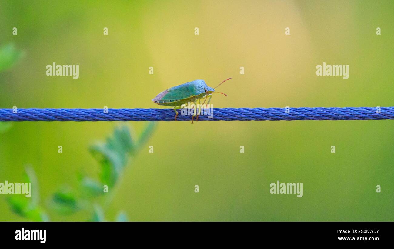 Münster, Germany. 2nd June, 2021. A little common green shieldbug (Palomena prasina) appears to practice his tightrope walking skills on a thin wire along a flowerbed at Münster Botanical Gardens today, enjoying the beautiful summer sunshine. Adults are bright green with reddish antennae in summer. Credit: Imageplotter/Alamy Live News Stock Photo