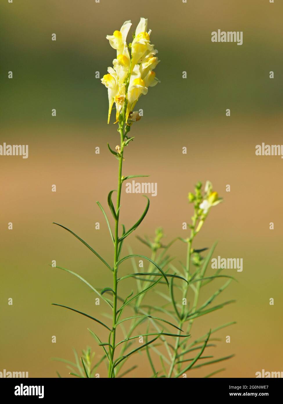 Yellow flower of toadflax or butter-and-eggs, Linaria vulgaris Stock Photo