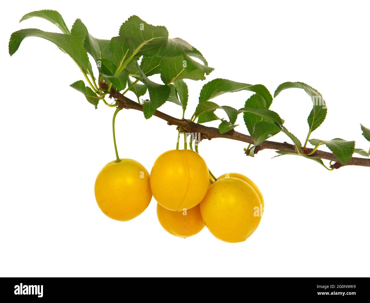 plum-branch-with-ripe-fruits-isolated-on-white-yellow-mirabelle