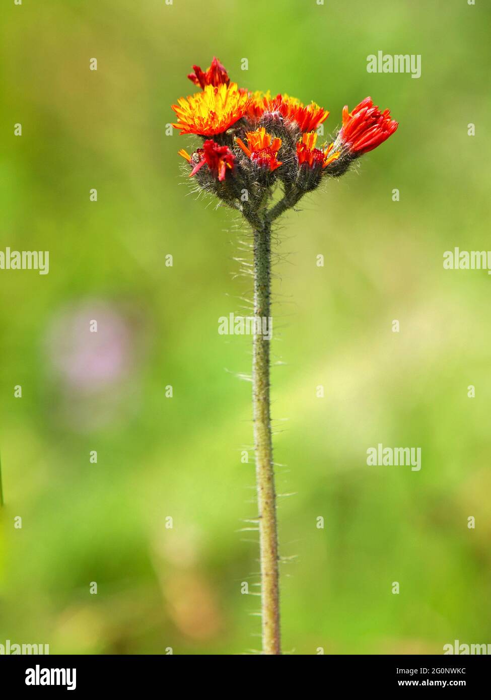Fox and Cubs or Orange hawkweed flower on the meadow, Pilosella aurantiaca Stock Photo