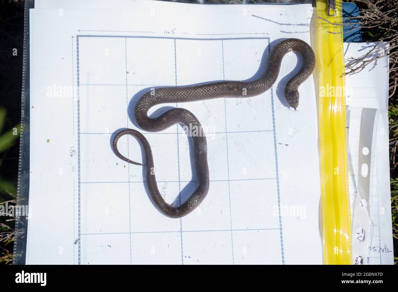 Measuring the length of a smooth snake in the field using a grid, UK. Under licence Stock Photo