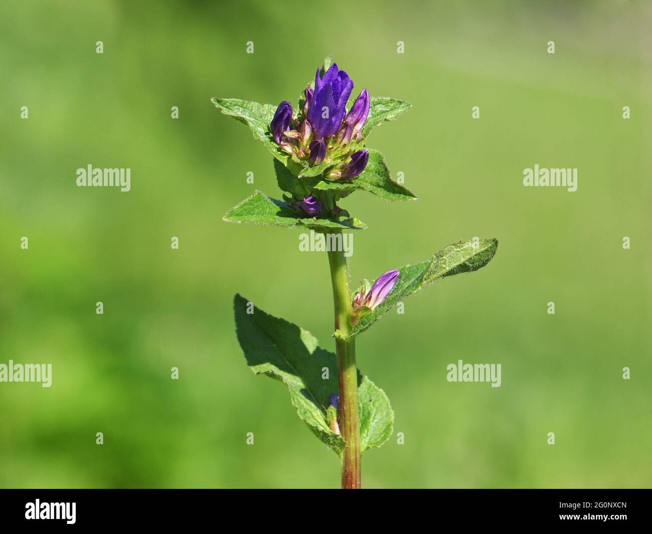 Purple flower of Clustered Bellflower, Campanula glomerata Stock Photo