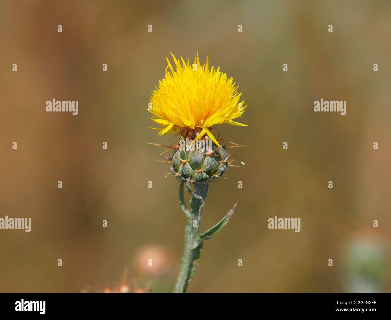 Yellow star-thistle flower, Centaurea solstitialis Stock Photo