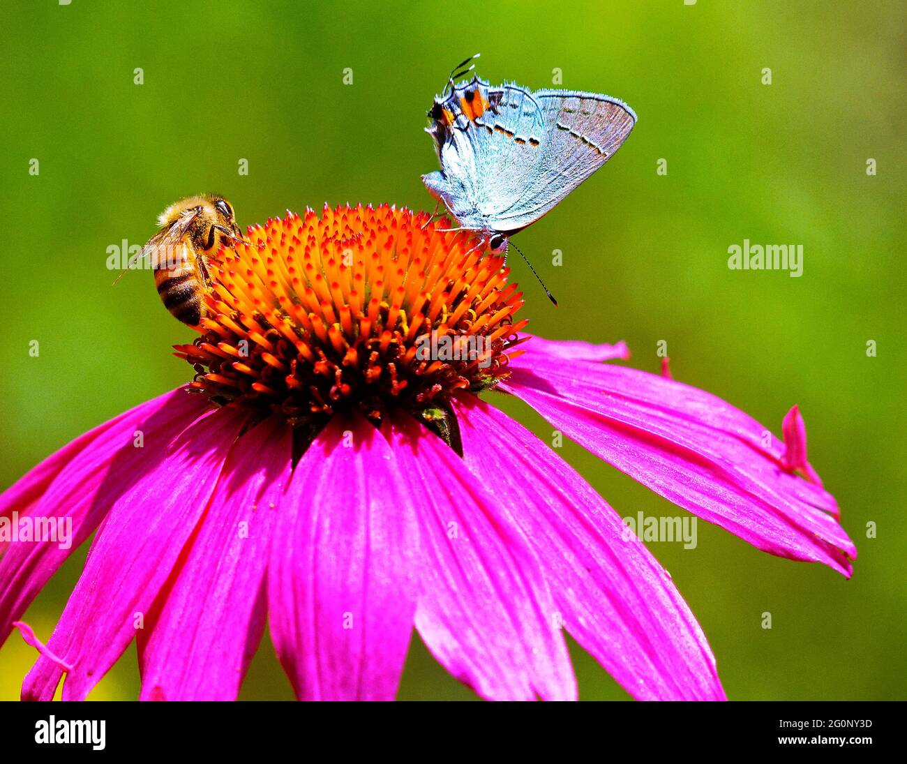 bee and butterfly. Native honey bee with a Grey Hairsteak butterfly dine together on a purple coneflower, Echinacea, 1-2-5 feet tall Stock Photo