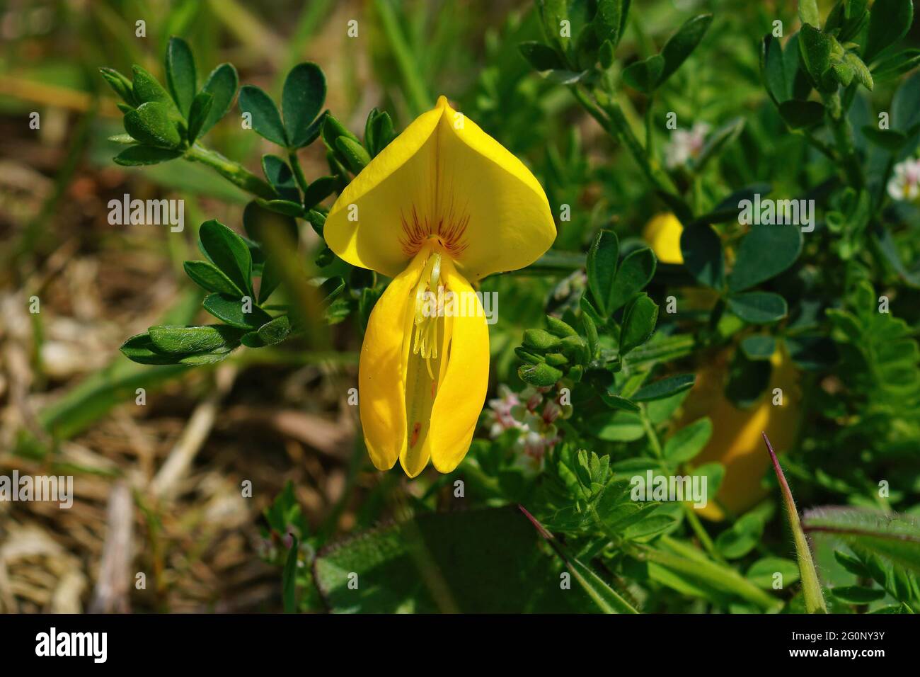 Closeup of a yellow Scotch broom flower, Cytisus scoparius Stock Photo