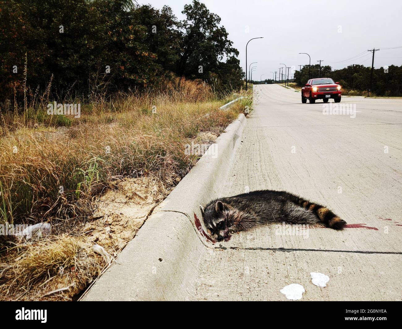 Urban sprawl and as the population grows the wildlife has to fight concrete roads and traffic. Racoon from undeveloped nature area lies dead along the side of the road he was trying to cross at night. Stock Photo