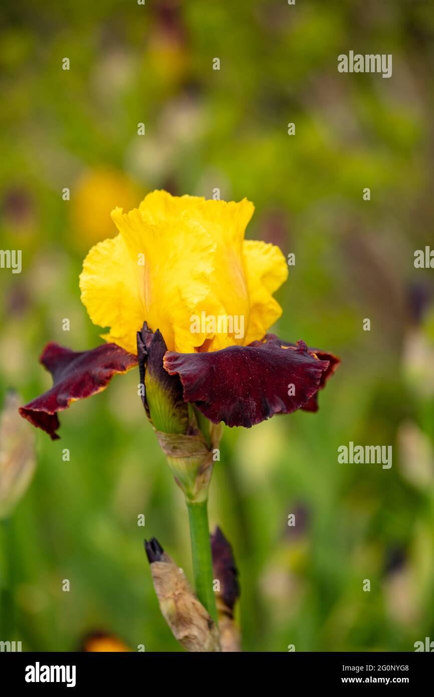 Mass Iris planting with flowers and foliage Stock Photo Alamy