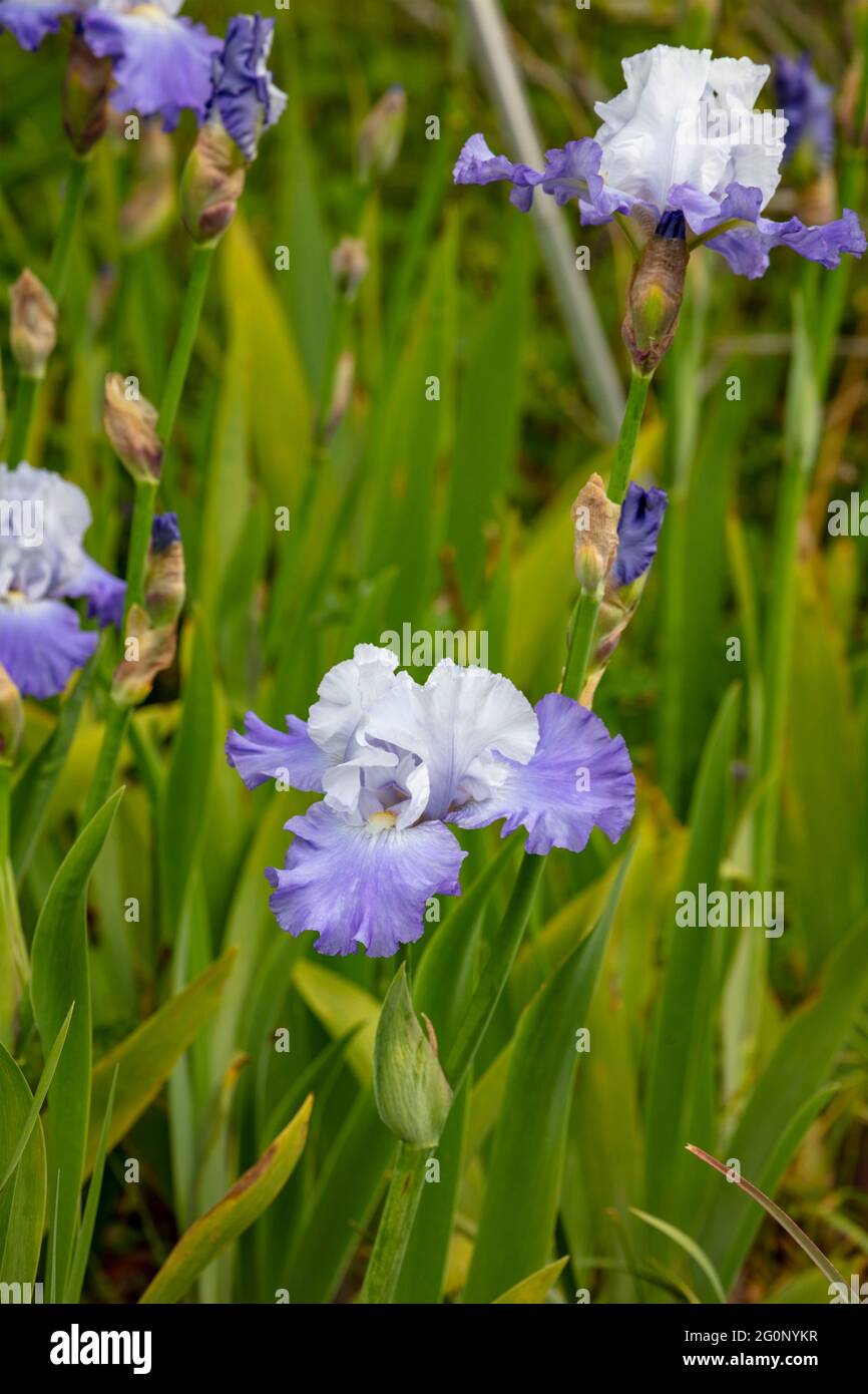 Mass Iris planting with flowers and foliage Stock Photo Alamy