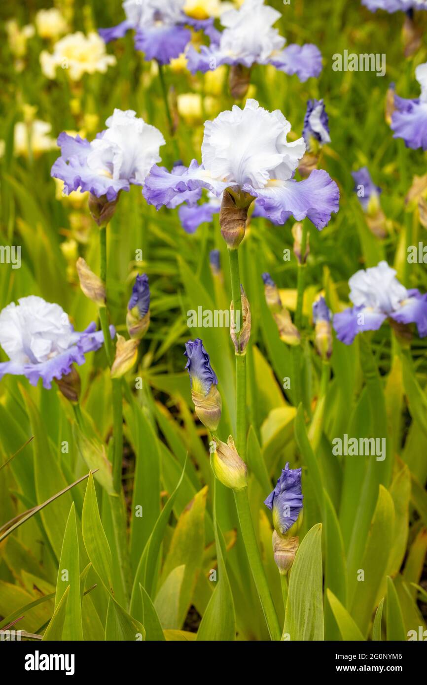 Mass Iris planting with flowers and foliage Stock Photo Alamy