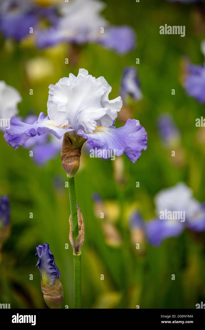 Mass Iris planting with flowers and foliage Stock Photo Alamy